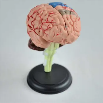 9x9x9cm Anatomică Modelul Nevoie Asambla Imaginația Cultură Știința Medicală de Predare