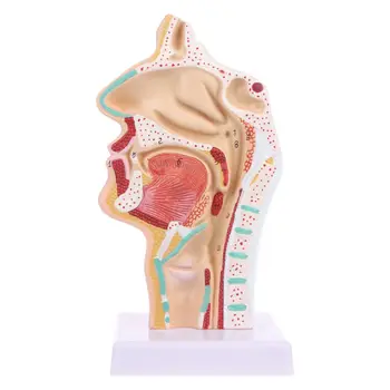 Omului Anatomice Nazale Cavitatea Gâtului Anatomia Modelului Medical Instrument De Predare