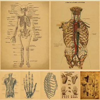 Anatomic Schelet De Tabla Afișe De Hârtie Kraft Poster Vintage Home Cameră De Student La Medicina Decor Medicale Arta Pictura Pe Perete